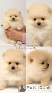 Фото №4. Продажа  в Белграде  - цена договорная