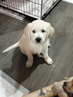 Фото №2 к объявлению №160265 о продаже золотистого ретривера - купить в США частное объявление