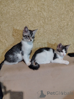 Фото №1. мейн-кун - купить в Барановичах за 1449₽. Объявление №164382