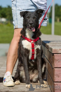 Фото №2 к объявлению №145974 о продаже беспородную - купить в России частное объявление