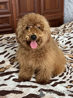 Фото №4. Продажа пуделя (той) в Киеве частное объявление, из питомника, заводчик - цена 111320₽