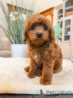 Фото №1. лабрадудль - купить в Амберг за 60299₽. Объявление №157474