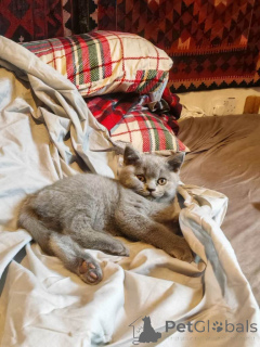 Фото №3. Британский Куржаар. WhatsApp 44 7453 907158. Германия