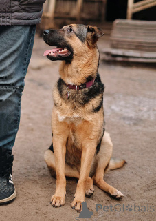 Фото №1. беспородная - купить в Санкт-Петербурге за Бесплатно. Объявление №165126