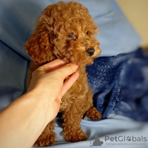 Фото №3. Adorable toy poodle puppies for sale.  Австрия