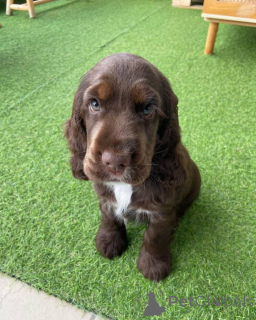 Фото №1. английский кокер-спаниель - купить в Вюрцбург за договорная. Объявление №154051