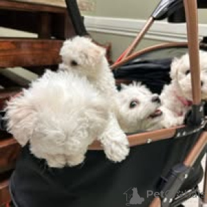 Фото №1. мальтийская болонка - купить в Брюсселе за 64937₽. Объявление №160910