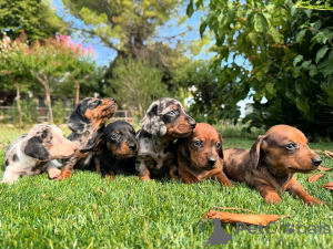 Фото №1. такса - купить в Брюсселе за договорная. Объявление №160837