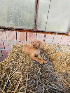 Фото №3. Короткая венгерская собака, щенки.  Сербия