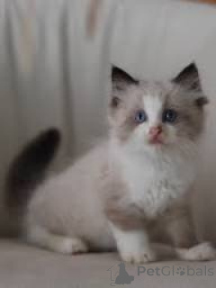 Фото №1. рэгдолл - купить в Вспоминание за 55567₽. Объявление №167751