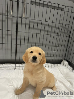 Фото №3. Beautiful golden retriever for free adoption.  Германия