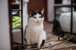 Фото №4. Продам  в Химках из приюта - цена Бесплатно