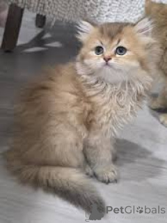 Фото №3. Adorables Chatons British Longhair доступны в продаже.. Финляндия
