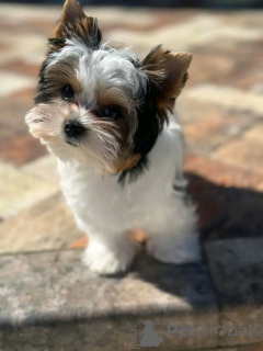 Фото №2 к объявлению №160548 о продаже йоркширского терьера - купить в Франции 