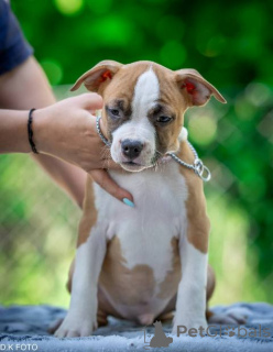 Фото №4. Продажа стаффордширского бультерьера в Zagreb  - цена договорная