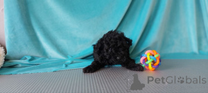 Фото №1. пудель (той) - купить в Хельсинки за 46384₽. Объявление №164028