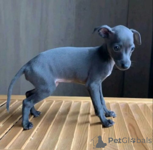 Фото №2 к объявлению №158713 о продаже грейхаунда - купить в Германии частное объявление