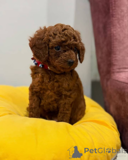 Фото №1. пудель (той) - купить в Квебек Сити за договорная. Объявление №160555