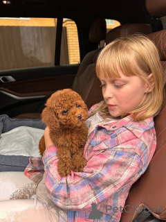 Фото №1. пудель (королевский) - купить в Лас -Вегас за договорная. Объявление №154263