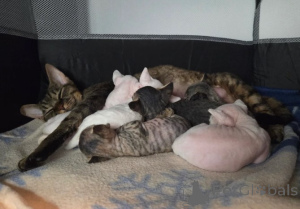 Фото №1. девон рекс - купить в Берлинген за 83490₽. Объявление №160324