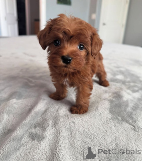 Фото №3. Дом декана Джанет Кей.  США