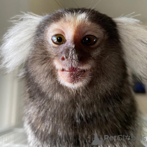 Фото №2 к объявлению №143850 о продаже  - купить в Объединенных Арабских Эмиратах заводчик