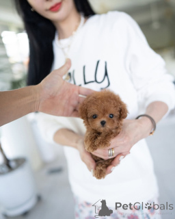 Фото №2 к объявлению №157377 о продаже пуделя (той) - купить в Германии из приюта, заводчик