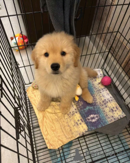 Фото №2 к объявлению №138962 о продаже золотистого ретривера - купить в США частное объявление, заводчик