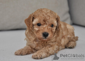 Фото №3. Мини-пудели.  Сербия