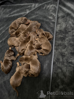 Фото №2 к объявлению №163388 о продаже добермана - купить в Польше 