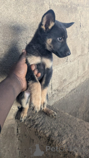 Фото №2 к объявлению №166113 о продаже немецкую овчарку - купить в Германии 