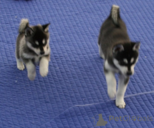 Фото №3. ADOPCION CACHORROS HUSKY SIBERIANO,MACHOS Y HEMBRAS DISPONIBLE, КОНТАКТЫ AHORA.  Испания