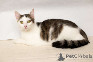 Фото №2 к объявлению №149226 о продаже  - купить в Беларуси частное объявление