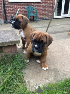 Фото №1. немецкий боксёр - купить в Берлине за договорная. Объявление №156756