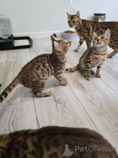 Фото №1. бенгальская - купить в Гамбург за 22467₽. Объявление №155331