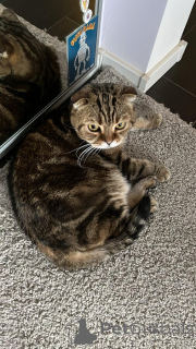 Фото №2 к объявлению №139037 о продаже шотландская вислоухая (скоттиш фолд) - купить в России 