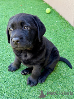 Фото №3. Wunderschöne Labrador-Retriever-Welpen suchen einliebevolles neues Zuhause.  Германия