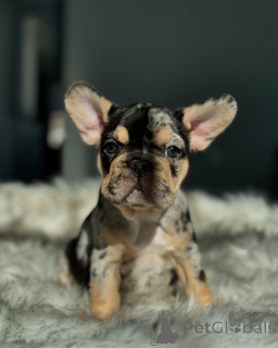 Фото №3. Французские бульдоги щенки для усыновления.  Германия