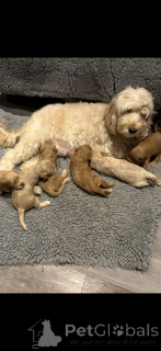Фото №3. Apricot F2 cockapoo. Sekä hänen äitinsä että isänsä olivat F1 cockapoita..  Финляндия