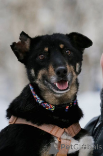 Фото №2 к объявлению №167279 о продаже беспородную - купить в России частное объявление