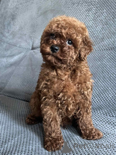 Фото №1. беспородная - купить в Киеве за 64937₽. Объявление №160722