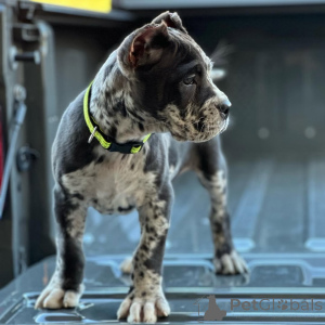 Фото №3. Познакомьтесь с Рокко, бесстрашным, преданным и готовым вечно охранять ваше.  Германия