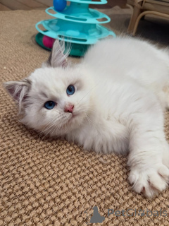 Фото №3. Познакомьтесь с Майло, нашим экспертом по объятиям, сердце которого такое же. Швейцария