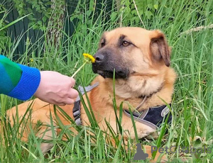 Фото №3. Некрупный солнечный пес Айк ищет дом.  Россия