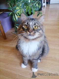 Фото №4. Продам  в Минске частное объявление - цена Бесплатно