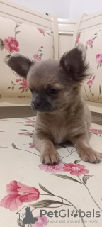 Фото №3. Продам трёх пацанов чихуахуа с официальными документами и вакцинированные.  Турция