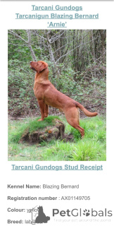 Фото №2 к объявлению №166833 о продаже лабрадор-ретривера - купить в Великобритании заводчик