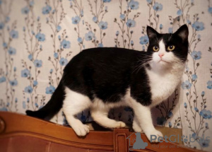 Фото №3. Очаровательный глазастый котенок Тима в добрые руки. Россия