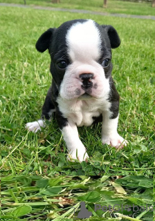 Фото №3. Adorable Boston Terrier Puppies for free adoption.  Германия