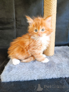 Фото №3. котенок Мальчик Мейн-кун. Россия